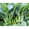 CS05 Dongzhu 90 days green choy sum seeds, Chinese vegetable seeds